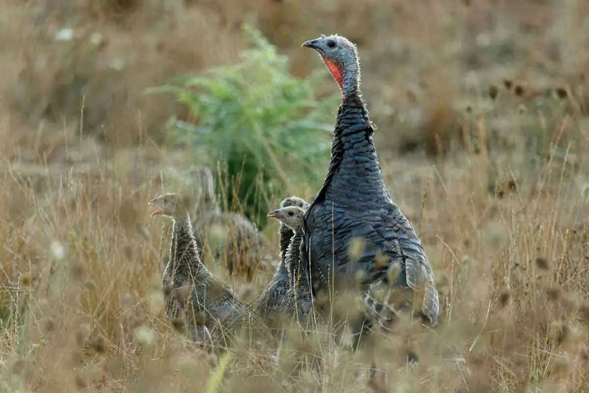A group of wild turkeys standing amidst tall grass in a natural grassland setting.