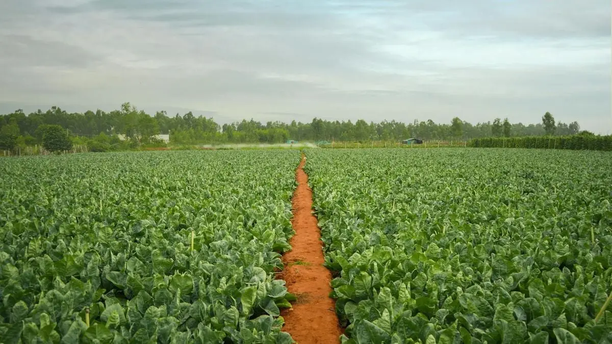 Expansive green field with a footpath, showcasing abundant agriculture and natural growth.