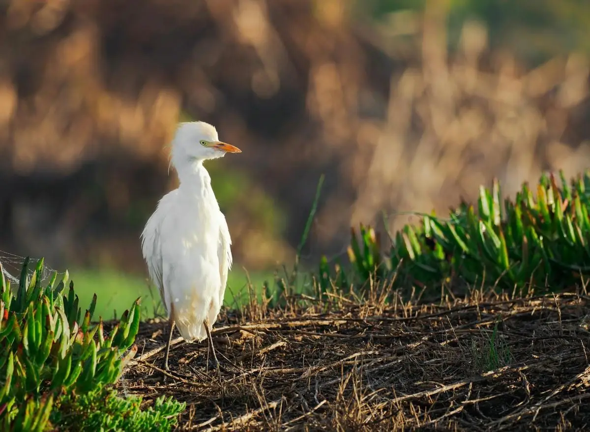A white heron stands gracefully in the natural wetlands of Cape Town, South Africa.