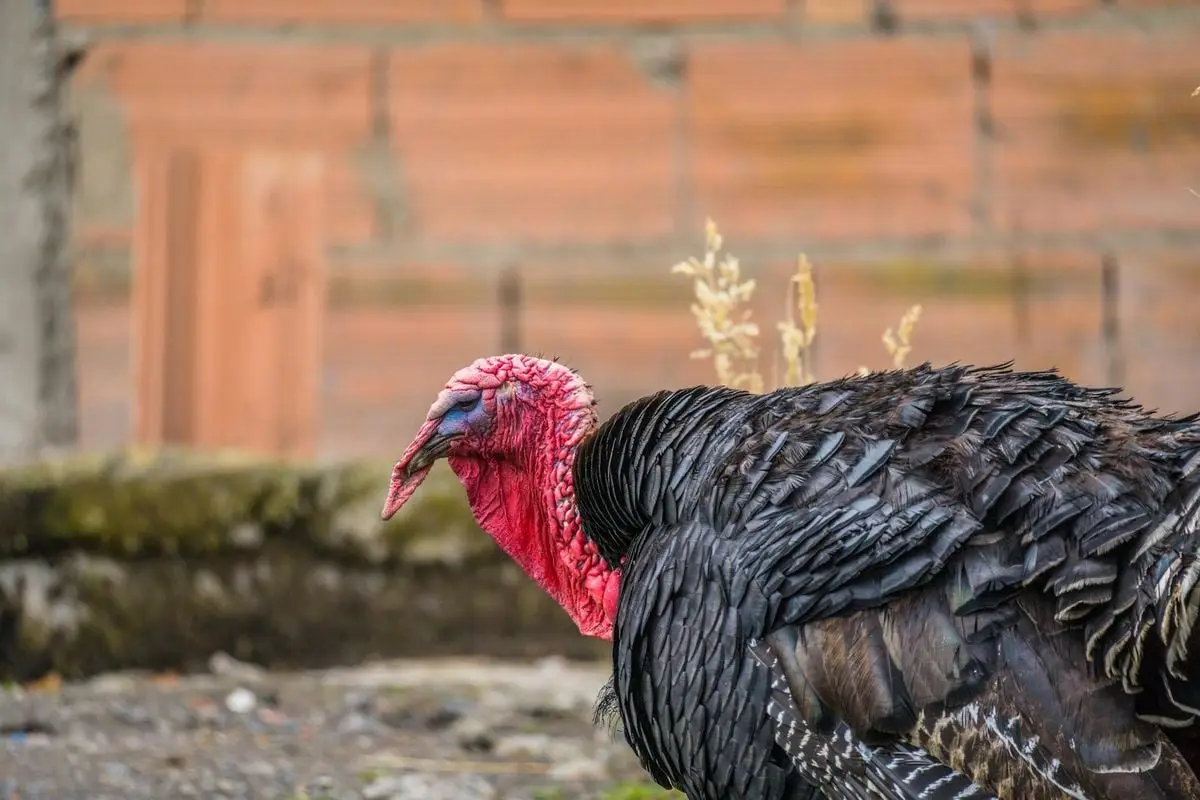 Detailed shot of a turkey in a rural setting in Manta, Colombia.