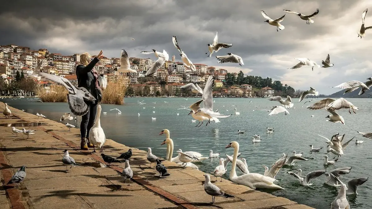 Peaceful lakeside scene with birds, woman feeding seagulls, and scenic town backdrop.