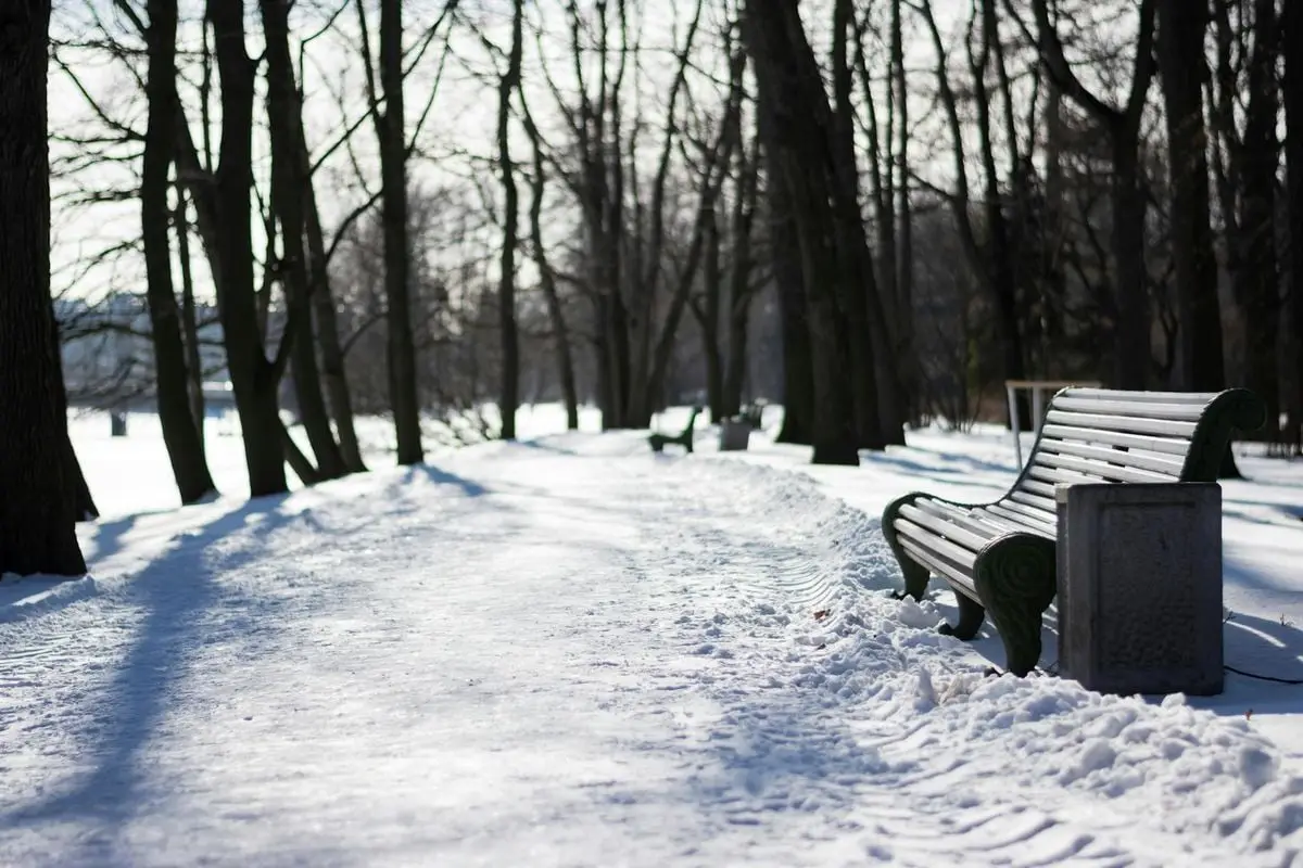 Peaceful winter scene with snow-covered benches in a wooded park setting.