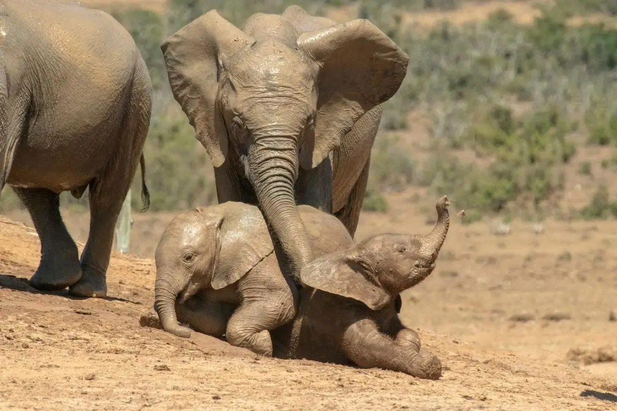 Two baby elephants playing under the watchful eye of an adult in the wild.