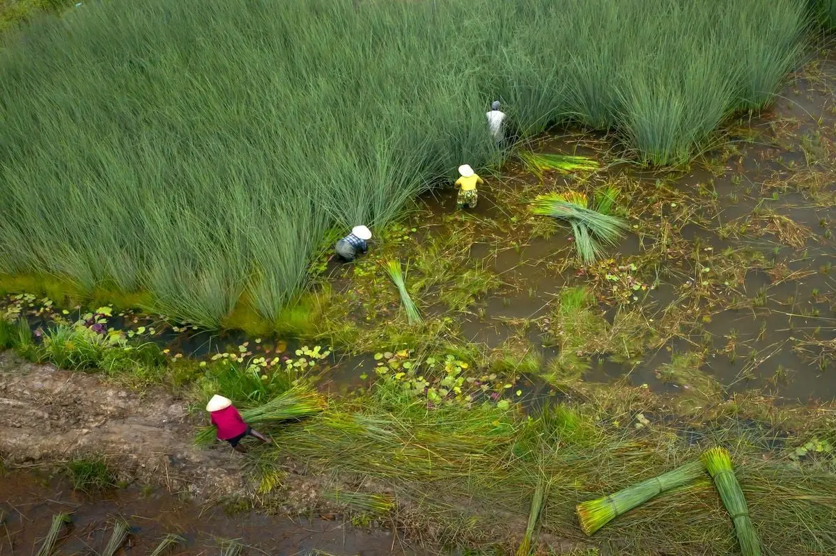 Farmers in conical hats harvesting rice in a lush green field, aerial view