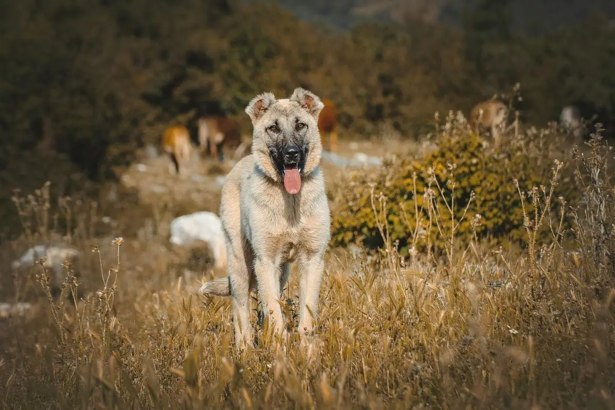 Majestic Kangal Shepherd dog standing in a sunlit field surrounded by nature.