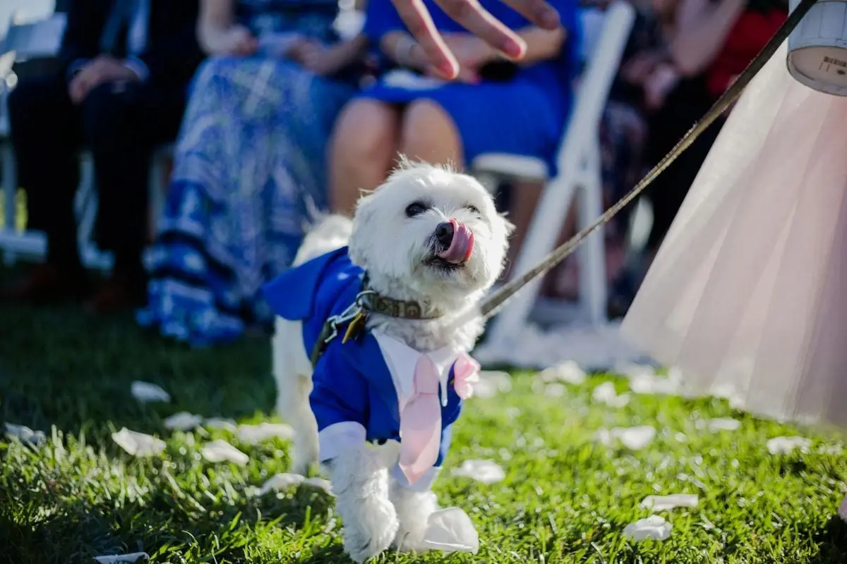 Adorable white dog in blue suit with pink tie at outdoor wedding ceremony, Coronado, CA.