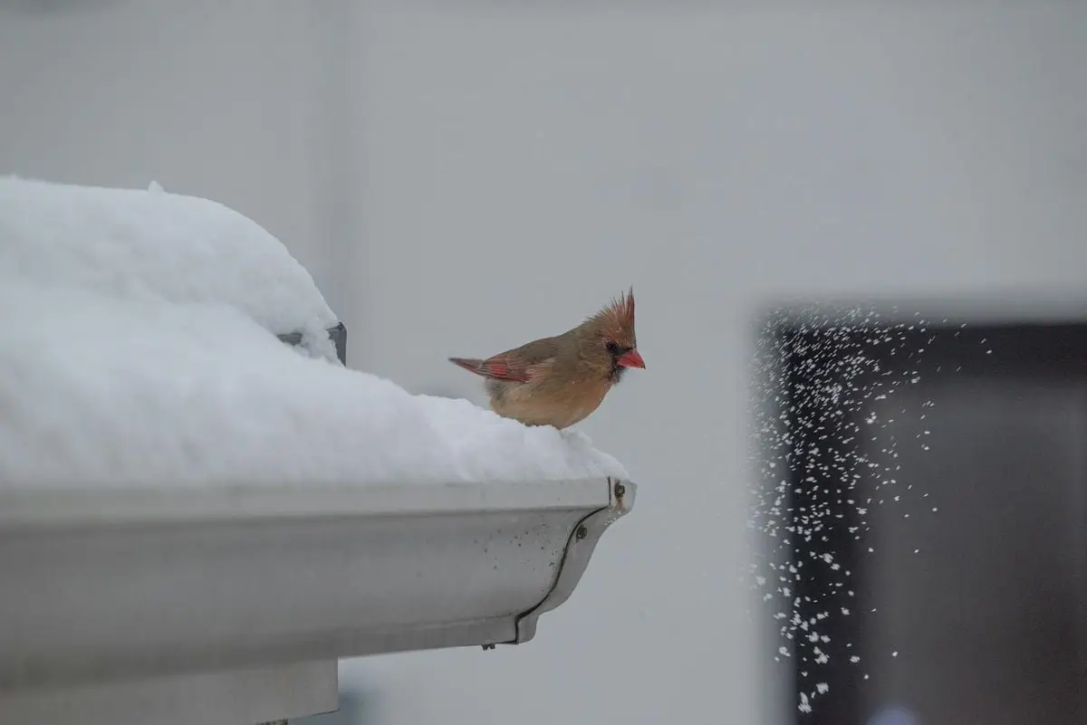A female cardinal sits on a snow-covered gutter, highlighted against a snowy background.
