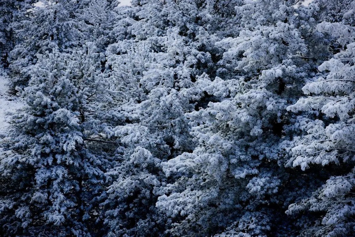 Winter forest scene with snow-laden trees, creating a calm and serene atmosphere.