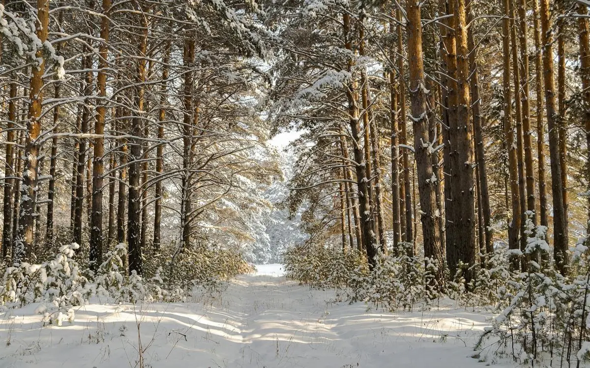 A tranquil winter forest path surrounded by snow-covered trees, capturing the peaceful beauty of nature.