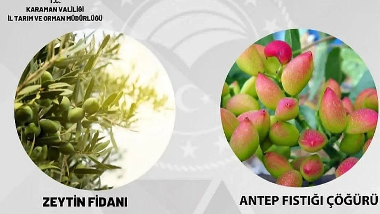 Karaman İl Tarım ve Orman Müdürlüğü: Hibeli Zeytin Fidanı ve Antep Fıstığı Çöğürü Başvuruları Başladı.