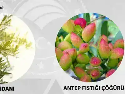Karaman İl Tarım ve Orman Müdürlüğü: Hibeli Zeytin Fidanı ve Antep Fıstığı Çöğürü Başvuruları Başladı.