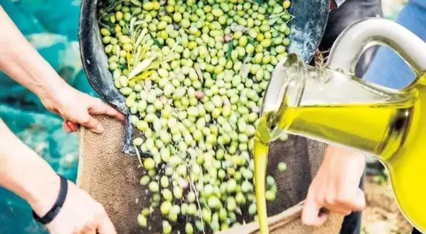 Ermenek'te fabrikalar zeytinyağı sıkmaya başladı!