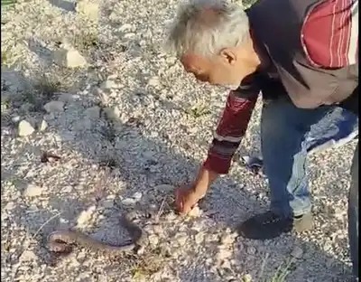 Kendini Soktuğu Halde Yılanı Öldürmeyip Doğaya Saldı: Ermenek'te Örnek Davranış!