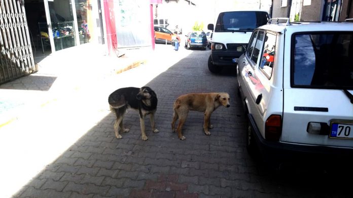 Ermenek'te Sokak Köpekleri Halkı Tedirgin Ediyor