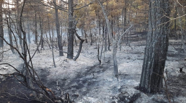 Orman yangını kontrol altına alındı