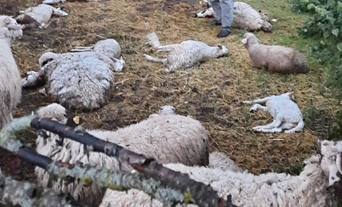 Ermenek'te 23 koyun kurtlar tarafından öldürüldü